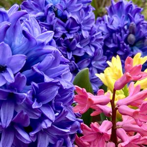 ヒヤシンス,寄せ植え,過去pic,今日の１枚,今日のお花の画像