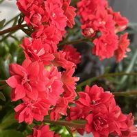 カランコエ,八重咲きカランコエ,赤い花,実家からの株分けの画像