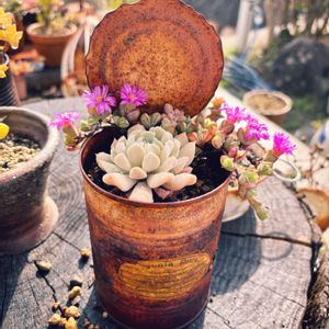 多肉寄せ植え,自作リメ缶,癒しの空間, 碧漁連,素朴が好きの画像