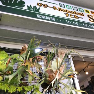 多肉植物,ウラボシ科,ビカクシダ属,食中植物,塊根の画像