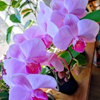 ベランダガーデン,今日のお花,ピンクワールドへ ようこそ,ビューティフルサンデー,復活のお花LOVE❤️の画像