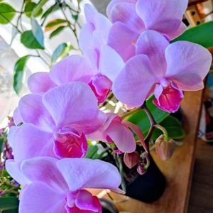 ベランダガーデン,今日のお花,ピンクワールドへ ようこそ,ビューティフルサンデー,復活のお花LOVE❤️の画像