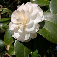 ツバキ,白乙女,池堀街道の画像