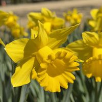 サンシュユ,スイセン,ヒメリュウキンカ,フリージア,ミツマタの画像