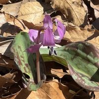 カタクリ,カタカゴ,山野草,多年草,ユリ科の画像
