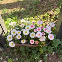 デージーの画像