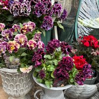 パンジー,八重咲きパンジー,ヌーヴェル  ヴァーグ  アンジュ,お花,花のある暮らしの画像