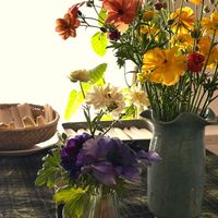 ラナンキュラスラックス,アネモネ モナリザ,家庭菜園,庭,リビング・ダイニングの画像