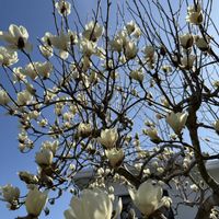 ガーデニング,実家の庭,おでかけ先,お花とグリーンのある暮らし,庭の画像