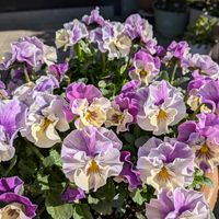 サンザシ,シエルブリエ,ストック マイムMIXの画像