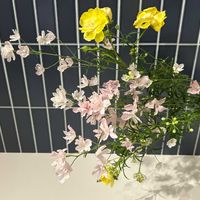 デルフィニウムの画像