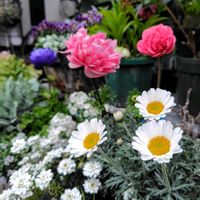 アネモネ,アネモネ,イベリス,イベリス,クリスマスローズの画像