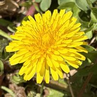 春の花,タンポポ,黄色い花,キク科,さんぽの画像