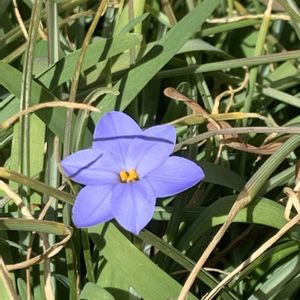 ハナニラ,ハナニラ(イフェイオン),開花,可愛い,毎年恒例の画像