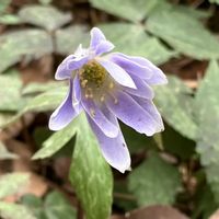 カタクリ,ユキワリイチゲ﹙雪割一華﹚,目黒自然教育園,災害復旧の祈り,能登応援の画像