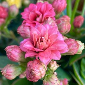 #ガーデニング,ピンクワールドへ ようこそ,エクステリアの画像