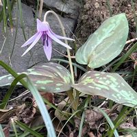 カタクリ,カタクリ,山野草,ユリ科,スプリングエフェメラルの画像
