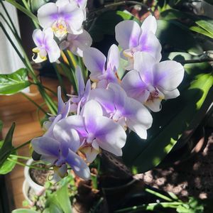 コチョウラン,ファレノプシス,胡蝶蘭,室内,洋ランの画像