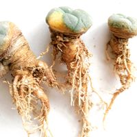 サボテン,子吹き烏羽玉錦,多肉植物,観葉植物,サボテン科の画像