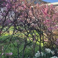 スモモ,スモモの画像