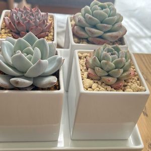 アイスグリーン,アルバビューティ,キャロライン,トラムソ,多肉植物の画像