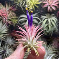 チランジア,エアプランツ,エアプランツ チランジア,まーさはるさん株の画像