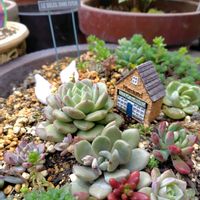 エケベリア,ラウリンゼ,アマビレ,♡フェロモン♡,ライラックパープルの画像