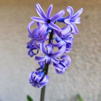 スイセン,ヒヤシンス,花のある暮らし,ビオラ・パンジー,春の訪れの画像