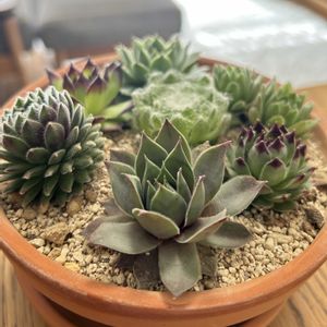 センベルビウム,多肉植物,ダイソー,マンションの画像