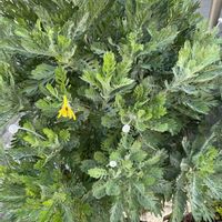 ビワ,ユリオプスデージー,ご近所,iPhone撮影,犬とお散歩の画像