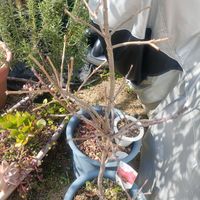 スモークツリー,チョコリーフ,室内越冬から外への画像