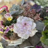 ハボタン,寄せ植え,自己流ガーデニング,玄関アプローチ,庭の画像