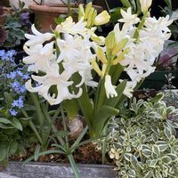 ヒヤシンス,ヒヤシンス,ヒヤシンス,ムスカリ,シルバータイムの画像