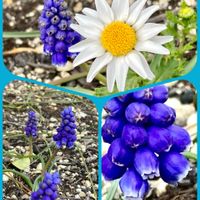 イチゴ,ヒメツルソバ,ビオラ,ヤブツバキ,ブドウムスカリの画像