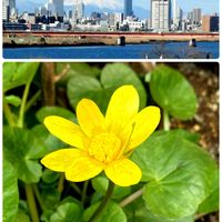 小さな庭,お出かけ先の画像