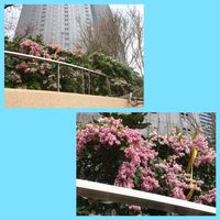 アセビ,アセビ,ジンチョウゲ,パークスガーデンの画像