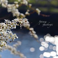 ヒヤシンス,ヒヤシンス,ユキヤナギ,ユキヤナギ,ハオルチアの画像