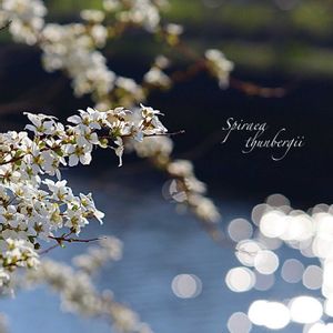 ヒヤシンス,ヒヤシンス,ユキヤナギ,ユキヤナギ,ハオルチアの画像