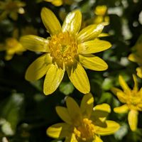 植木鉢,花いろいろ,バラと夢CLUB,フェンスの隙間から,おうち園芸の画像