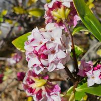 クロッカス,ジンチョウゲ,ラナンキュラス,エリシマム スプリングパーティーの画像