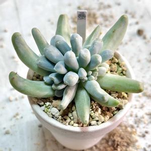 成長記録 スパイダークラウン,エケベリア スパイダークラウン,エケベリア 茶筅,神奈川タニラー,多肉男子の画像