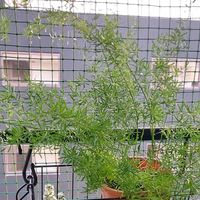 アスパラガス,アスパラガス・スプレンゲリーの画像