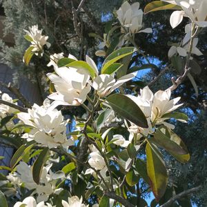 タイサンボクの画像