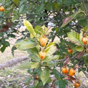 クチナシの画像