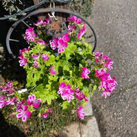 ペラルゴニウムの画像