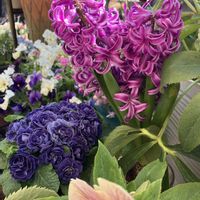 クリスマスローズ,ヒヤシンス,ヒヤシンス,ヒヤシンス,ヒヤシンスの画像