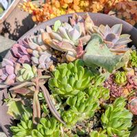 ツメレンゲ,爪蓮華,オキザリス 黄昏の画像