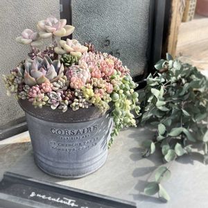 多肉寄せ植え,お気に入り♡,かわいいな♡,癒しの時間,心ほっこりの画像