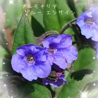 プルモナリア,プルモナリア　ブルーエンサイン,プランター植え,青紫の花,早春の画像