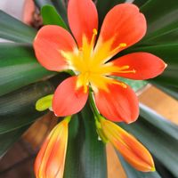 クンシラン,ベルフラワー,北海道,寒冷地,キュンキュン乙女倶楽部の画像